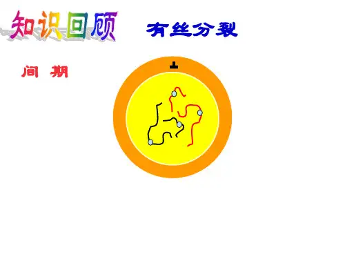 高中生物第二章第一节减数分裂和受精作用(一)课件人教版必修2