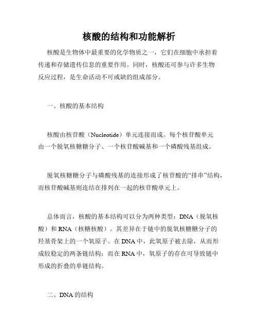 核酸的结构和功能解析