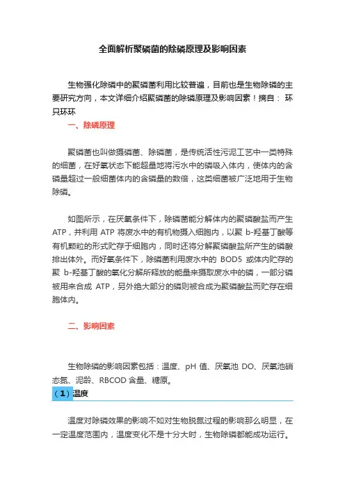全面解析聚磷菌的除磷原理及影响因素