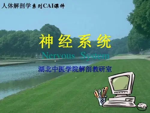 NS-概述、脊髓、脊神经
