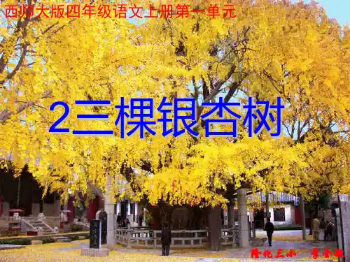 四年级语文上册 第一单元 三棵银杏树1 西师大版优质公开课件