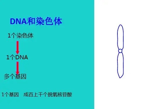 高中生物第二册第6章遗传住处的传递和表达6.3基因工程与转基因生物课件1沪科版