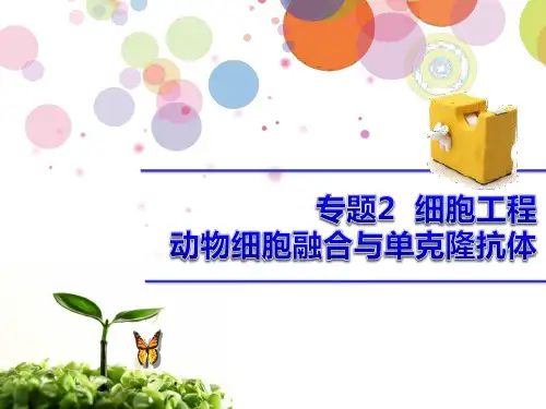 动物细胞融合 PPT课件