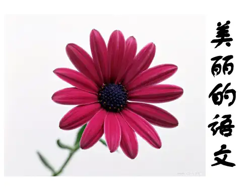 2013九上开学第一课《美丽的语文》解析