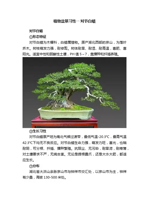 植物盆景习性┈┈对节白蜡