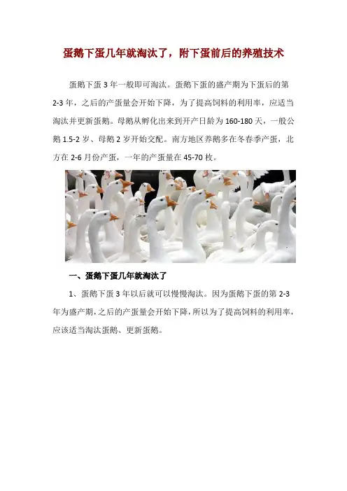 蛋鹅下蛋几年就淘汰了,附下蛋前后的养殖技术