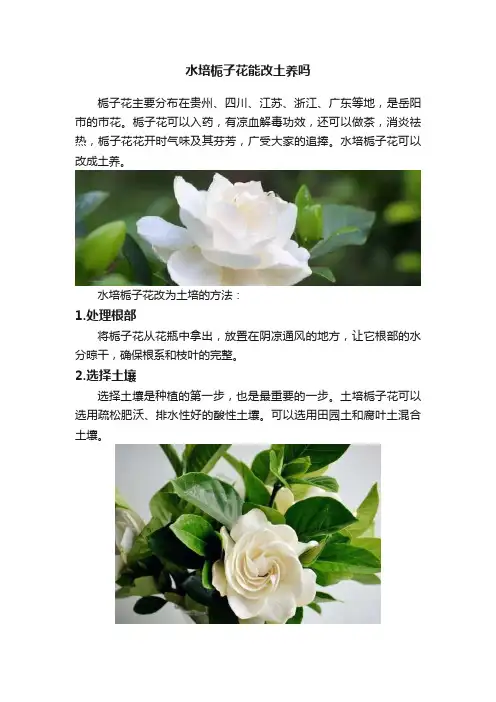 水培栀子花能改土养吗