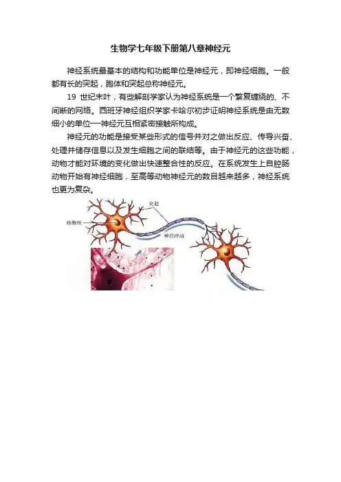 生物学七年级下册第八章神经元