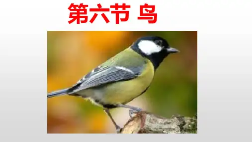 人教版生物八年级上册《鸟》课件