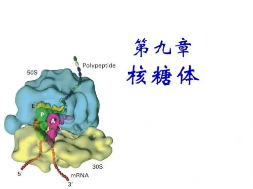 chapter9核糖体ribosome