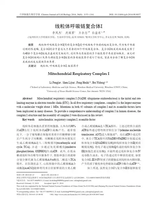 线粒体呼吸链复合体I