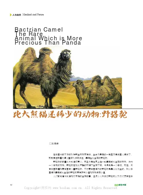 比大熊猫还稀少的动物：野骆驼