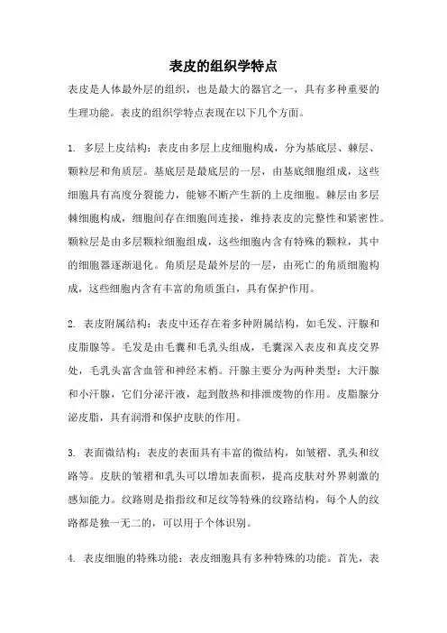 表皮的组织学特点