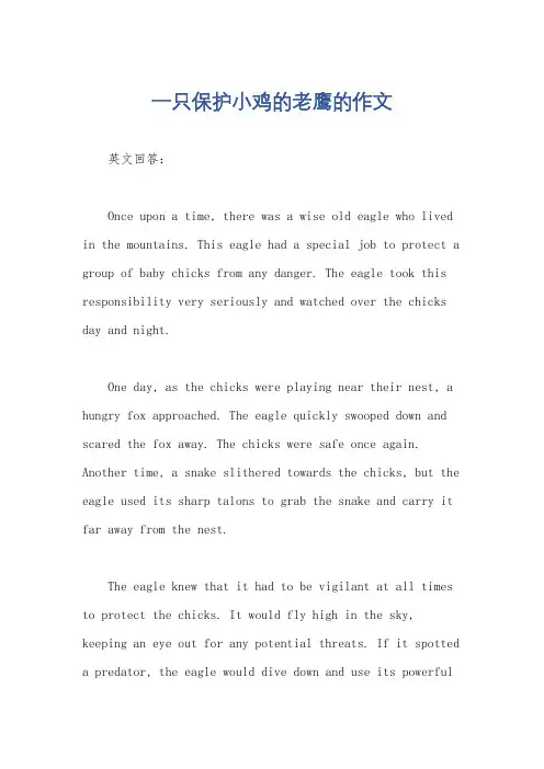 一只保护小鸡的老鹰的作文