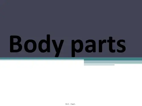 Body-parts-身体部位英语讲解(附图)(共29张)