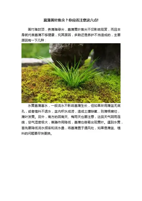 菖蒲黄叶焦尖？你应该注意这六点!