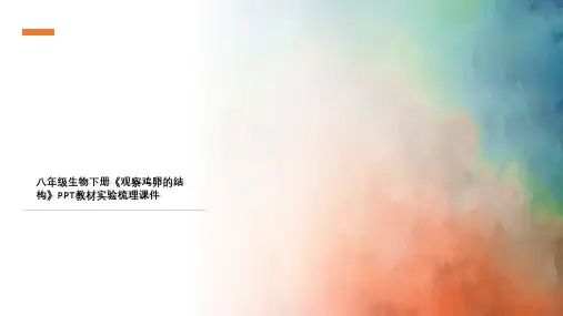 八年级生物下册《观察鸡卵的结构》PPT教材实验梳理课件