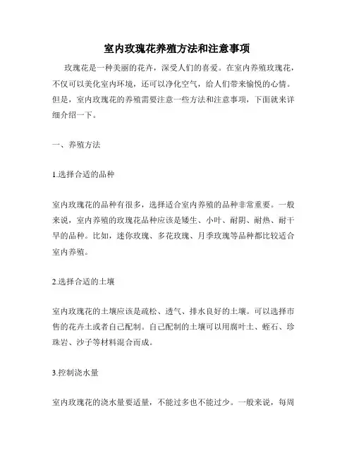 室内玫瑰花养殖方法和注意事项