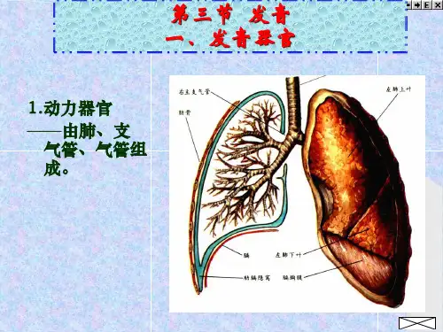 发音器官示意图