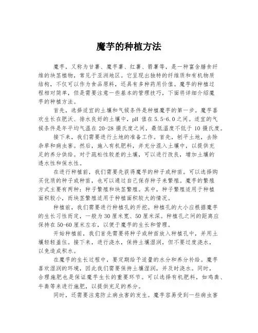 魔芋的种植方法