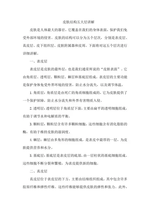 皮肤结构五大层讲解