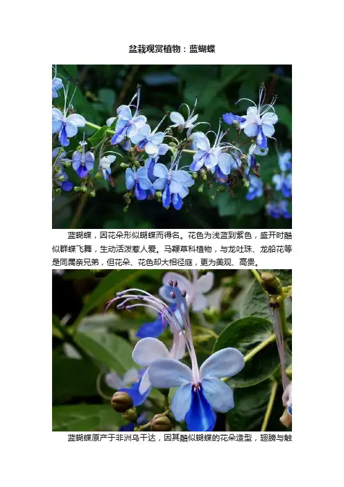 盆栽观赏植物：蓝蝴蝶