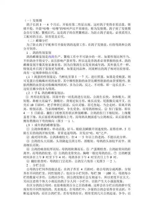 肉鸽的配对与性别鉴定