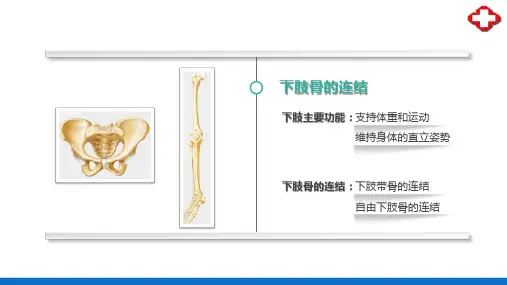 关节学—下肢骨的连结(正常人体结构课件)