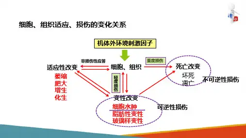 细胞、组织的适应、损伤与修复 损伤 病理学课件