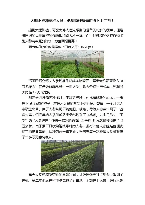 大棚不种蔬菜种人参，他规模种植每亩收入十二万！