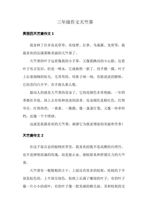 三年级作文天竺葵