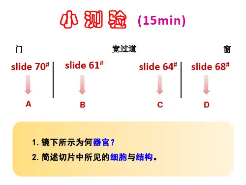 组织胚胎学复习资料：切片观察小测验 4