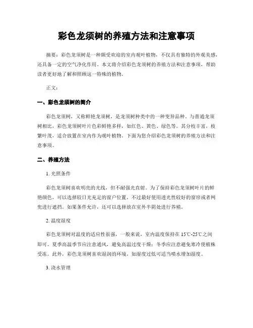 彩色龙须树的养殖方法和注意事项
