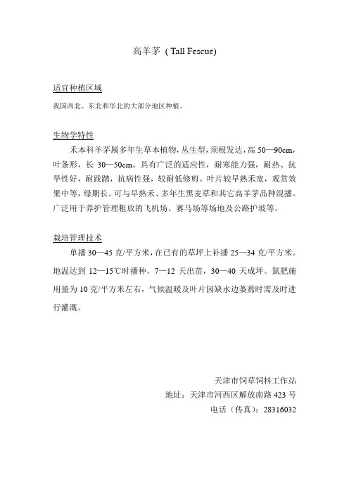 高羊茅