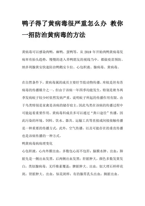 鸭子得了黄病毒很严重怎么办 教你一招防治黄病毒的方法