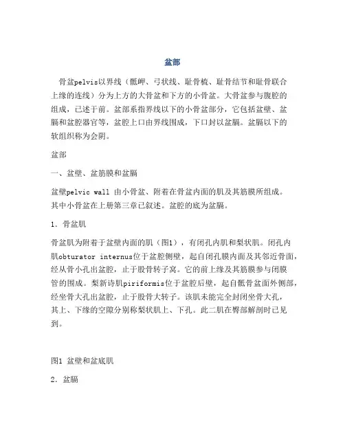 医学知识之盆部
