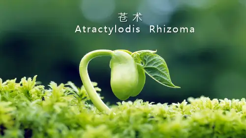 根及根茎类药材—木香、苍术、天麻、川贝母(天然药物学课件)