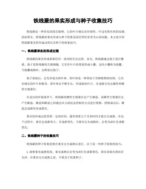 铁线蕨的果实形成与种子收集技巧