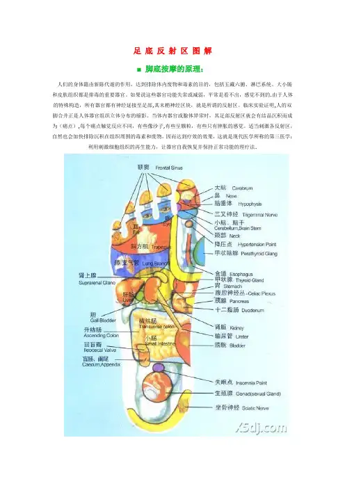 脚底按摩(附脚底穴位图)