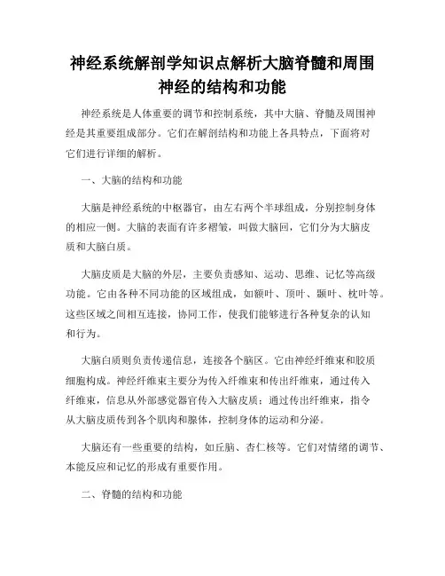神经系统解剖学知识点解析大脑脊髓和周围神经的结构和功能