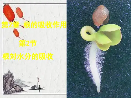 栖霞区实验中学八年级生物上册 第三单元 第二章 第二节根对水分的吸收课件 新版冀教版
