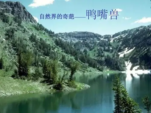 鸭嘴兽
