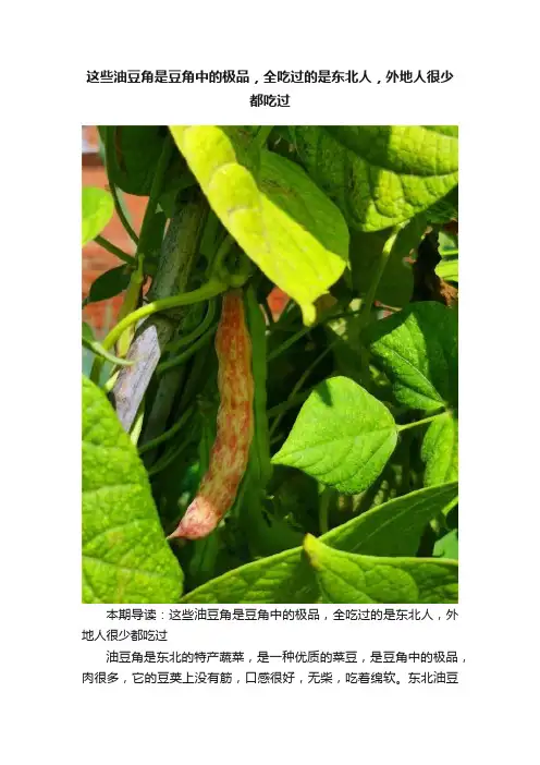 这些油豆角是豆角中的极品，全吃过的是东北人，外地人很少都吃过
