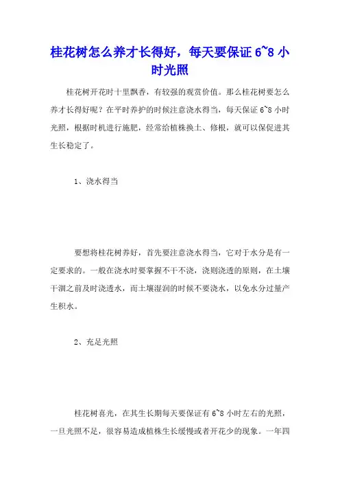 桂花树怎么养才长得好,每天要保证6~8小时光照