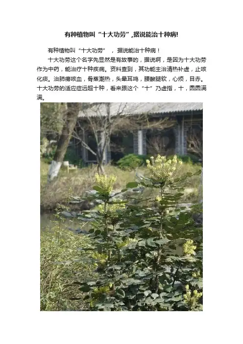 有种植物叫“十大功劳”,据说能治十种病!