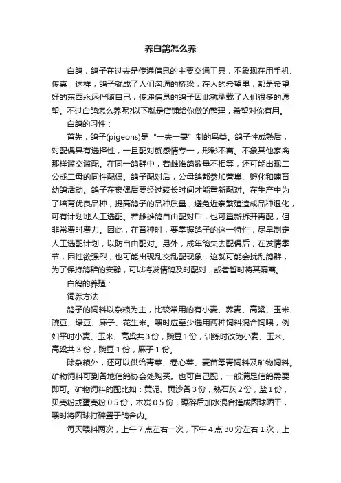养白鸽怎么养