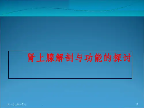 肾上腺的解剖与功能课件