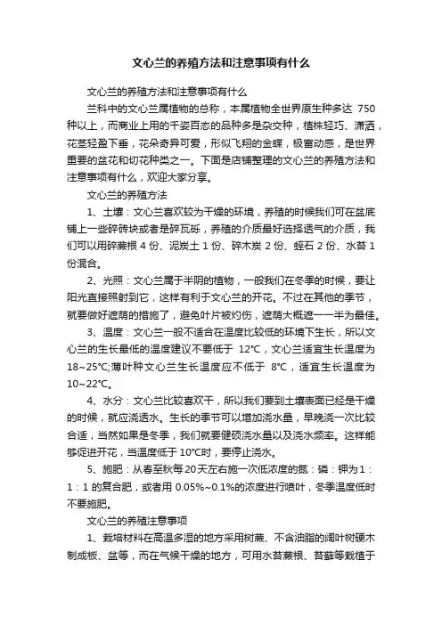 文心兰的养殖方法和注意事项有什么