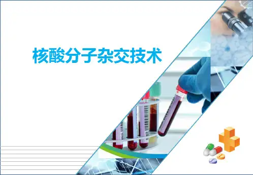 分子生物技术—核酸分子杂交技术