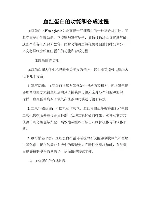 血红蛋白的功能和合成过程